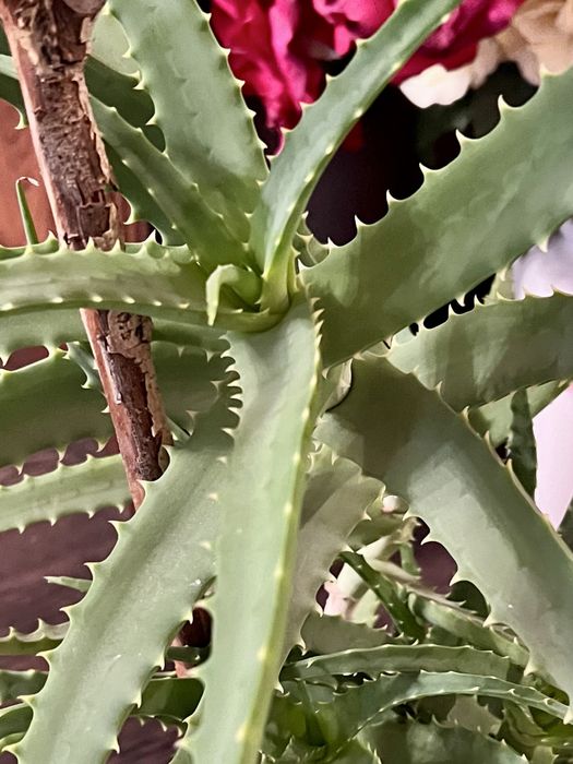 Лечебный аллэ 5 лет