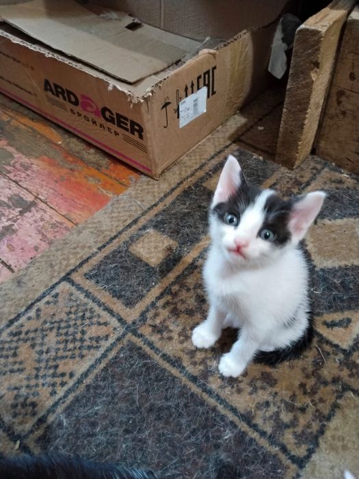 Котята отдам даром