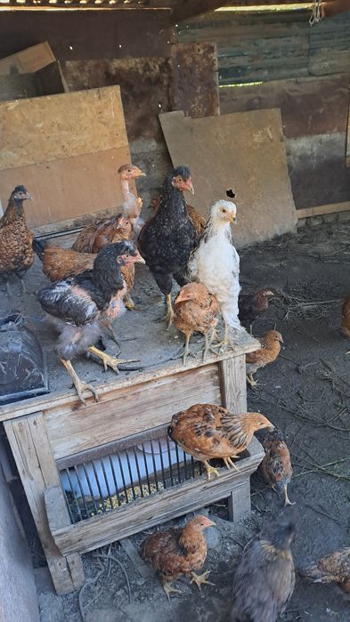 Молодые гуси и петрушки