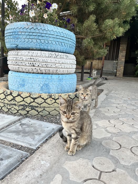 Котёнок-девочка ищет любящую семью