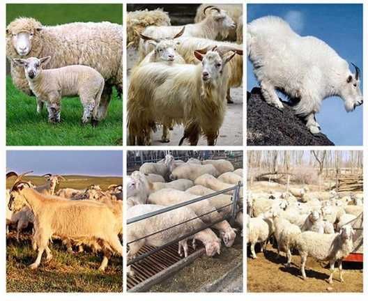 Masina Aparat Tuns Oi Capre Caini Pro Electrica 1000W LivratGRATUIT CT