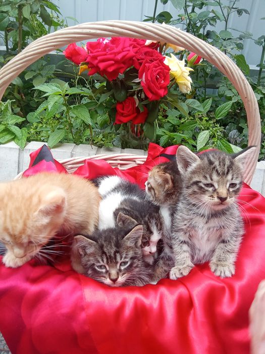 Котята! Отдам с доставкой