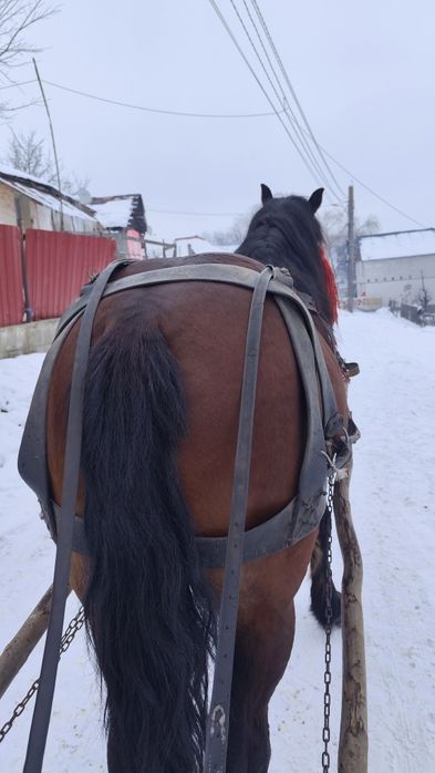 De vânzare armăsar de șase ani foarte blând e cuminte