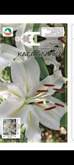 Продам сортовые лилии