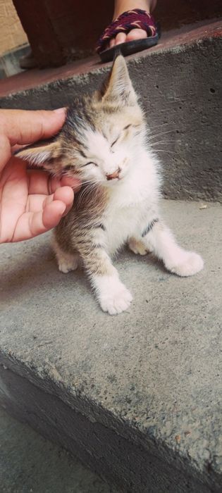 Отдам в хорошие руки
