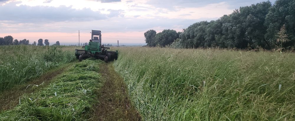 Сено суданская трава