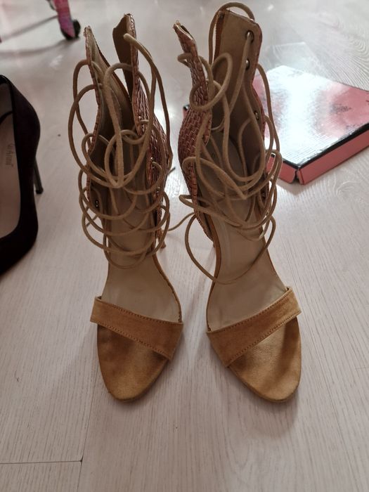 Кецове Carinii, Shoe Aquarium