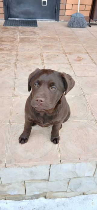 Лабрадор ретривер