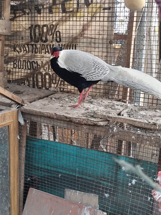 Продам срочно фазанов