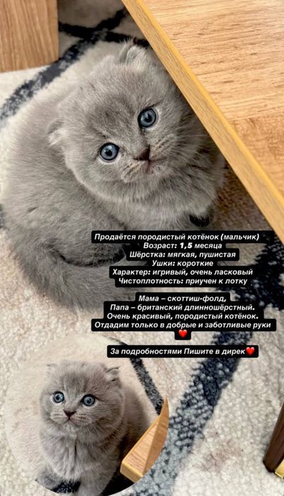 Продаётся породистый котёнок (мальчик)