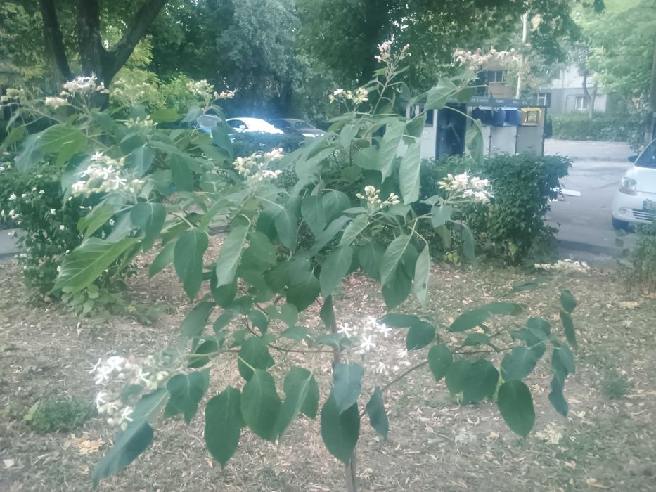clerodendron tricothomum 0,7m