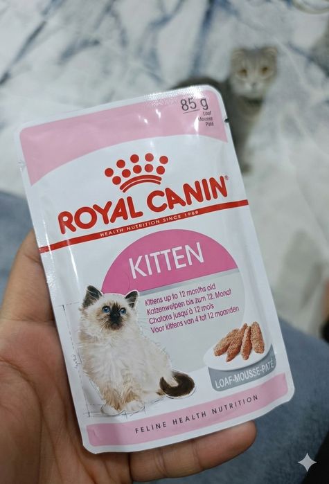 Скоттиш фолд Мушуги сотилади 1.5 ёш, (Blue Silver) Scottish Fold