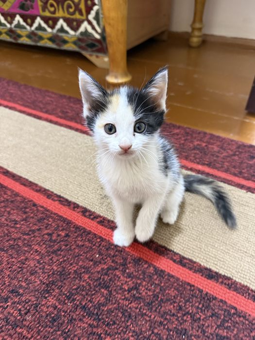 Котёнок. 1.5 месяца. Кушает. К лотку приучена. Отдам в хорошие руки.