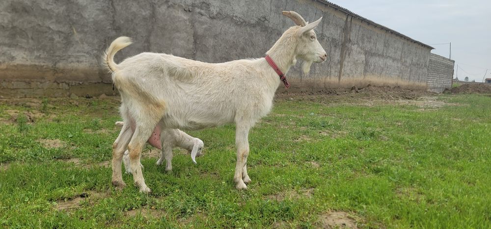 Тозза Zanen сутга!