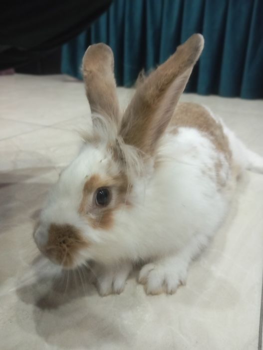 English Spot (английский пятнистый кролик)