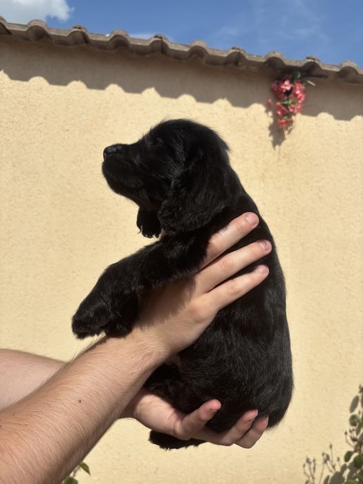 Cocker Spaniel baiat negru