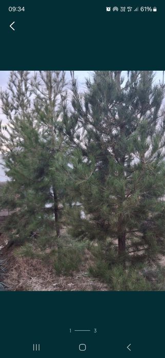 Қарағай. Сона жергілікті