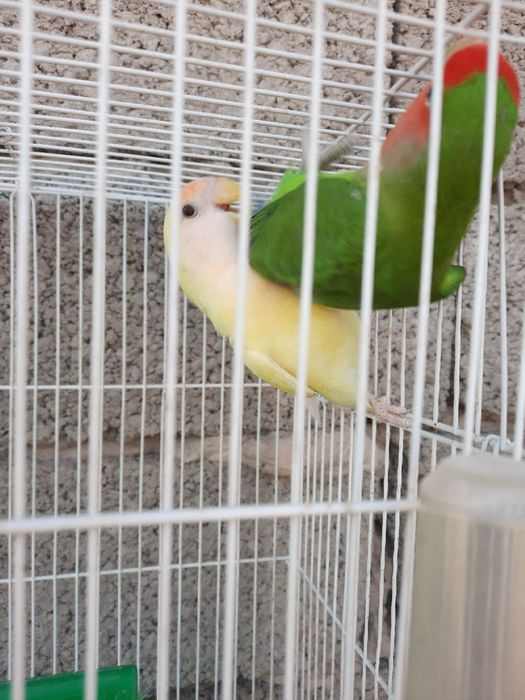 Бизнес килиш учун тайёр ишлаётган Неразлучные попугайлар сотилади.