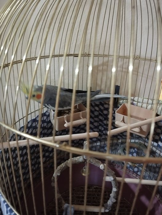 Продам попугая  карелла