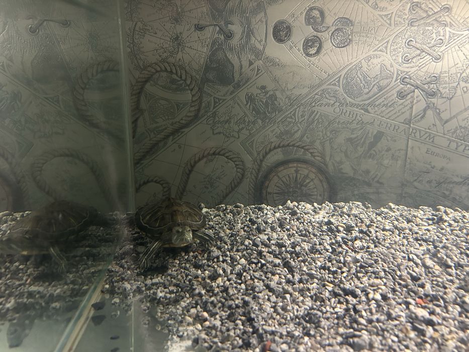 Продам аквариум с черепахой