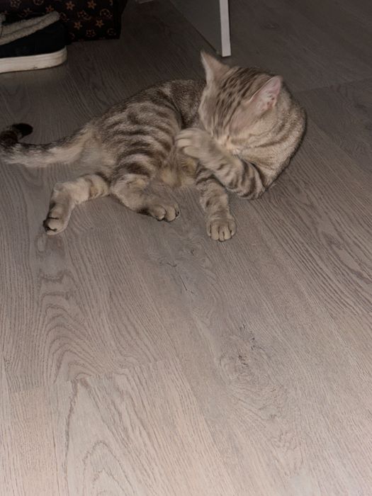 Кошка шотландский