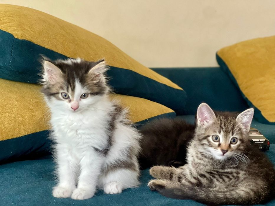 Отдам котят в добрые руки