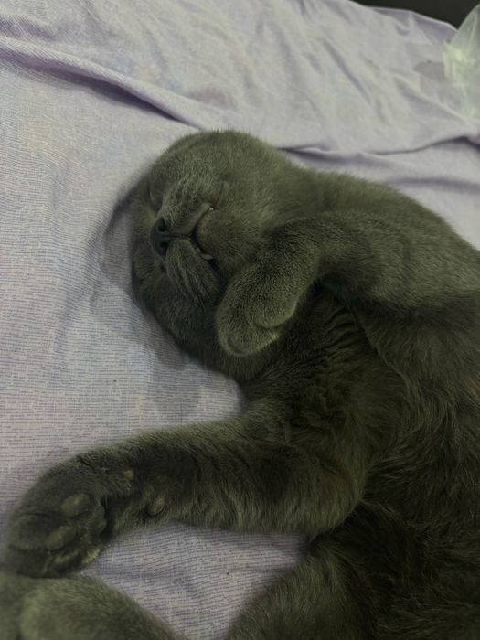 Кот отдам в добрые руки