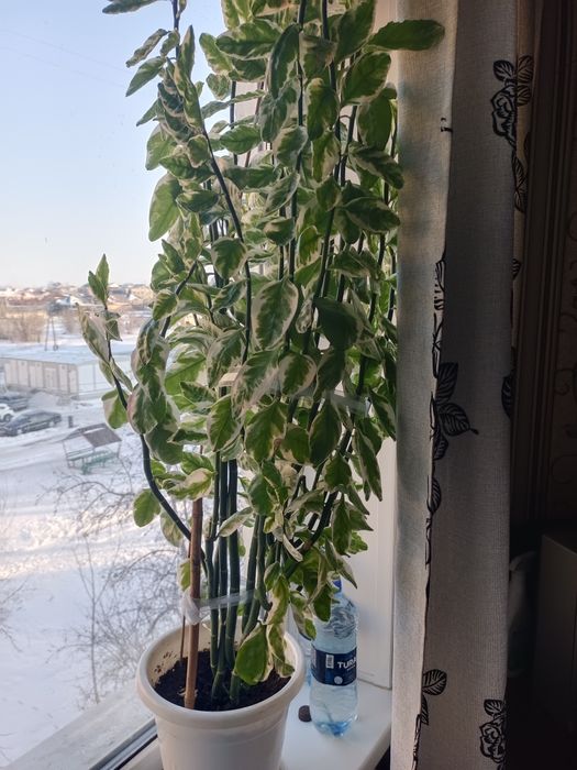 Отростки домашнего растения педилантус