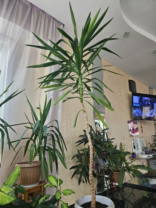 Комнатные растения