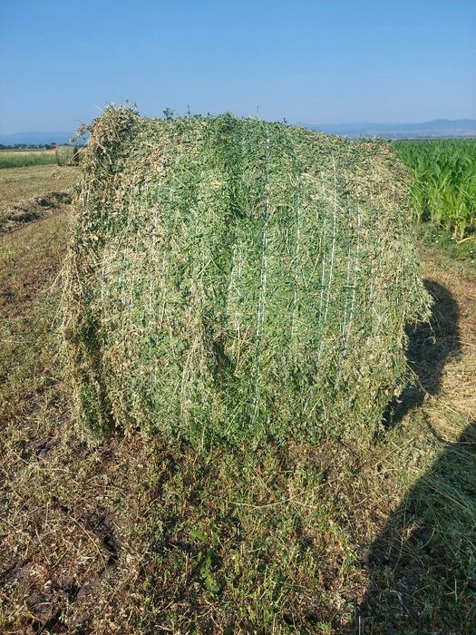 Baloti lucerna coasa a 3.a