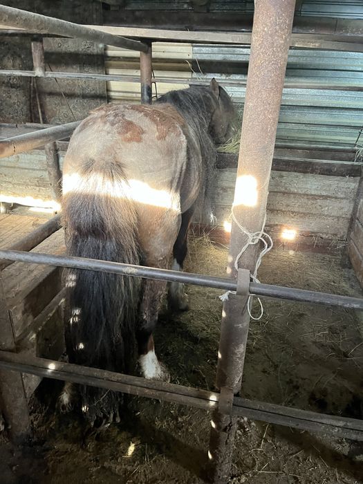 Продаётся жеребец и кобыла