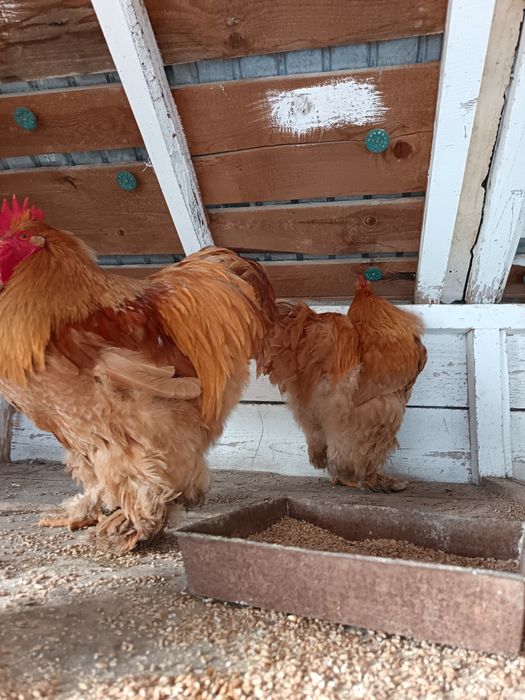 Cocoși mari 10 luni