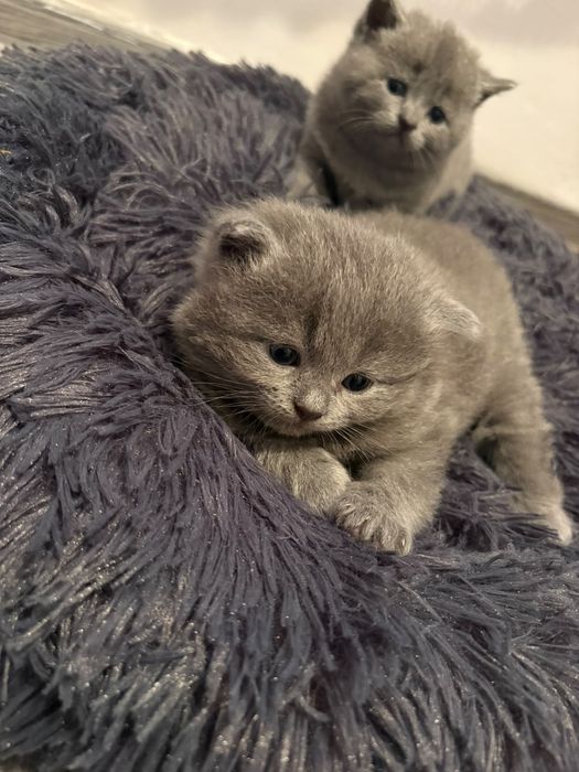 British shorthair blue