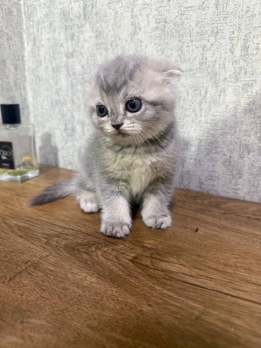 British shorthair sotiladi