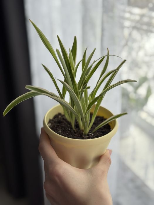 Хлорофитумы детки