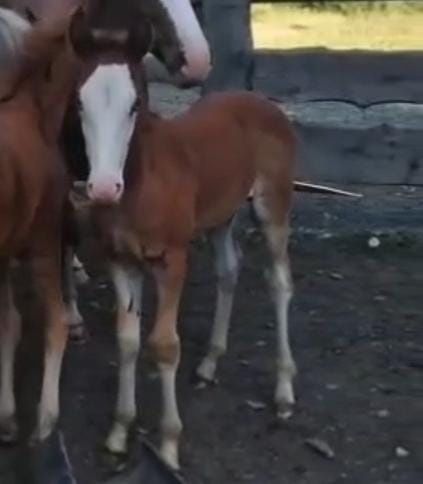 Құлынды биелер  сатылады