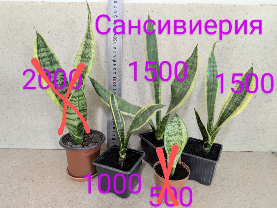 Цветы комнатные разные