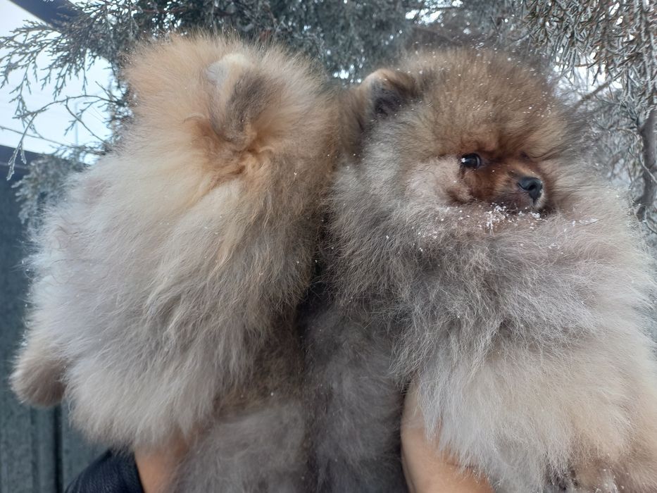 Продаётся померанский шпиц