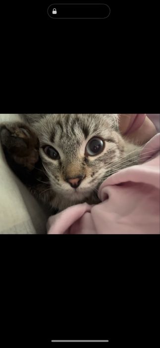 Кошка 6 месяцев