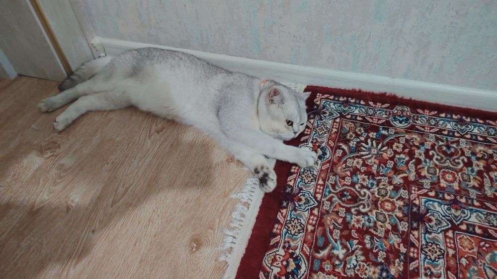 Вязка кота серебристый шин шыла сильвер крупный весом 6кг