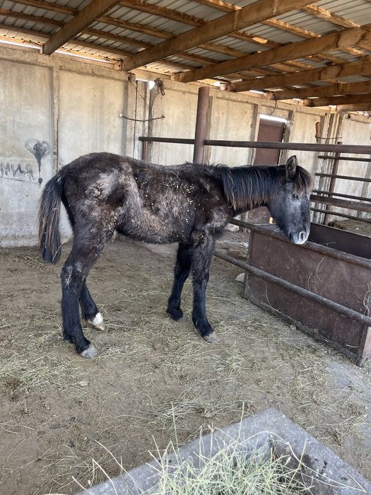 Тай сатылады еркек