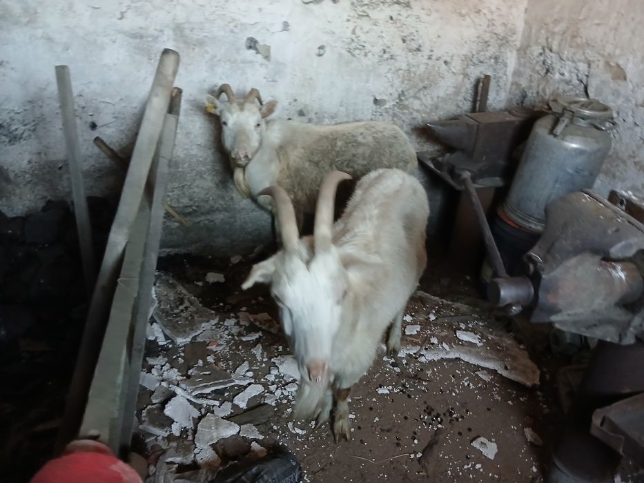 Продам срочно два козы
