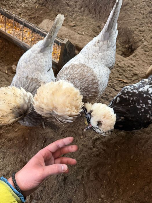 Vand oua de motate olandeze