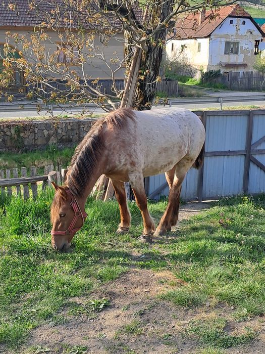 Vand manza ,urgent!