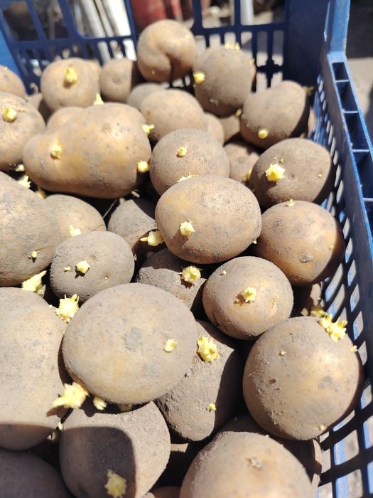 Домашний семянной картофель