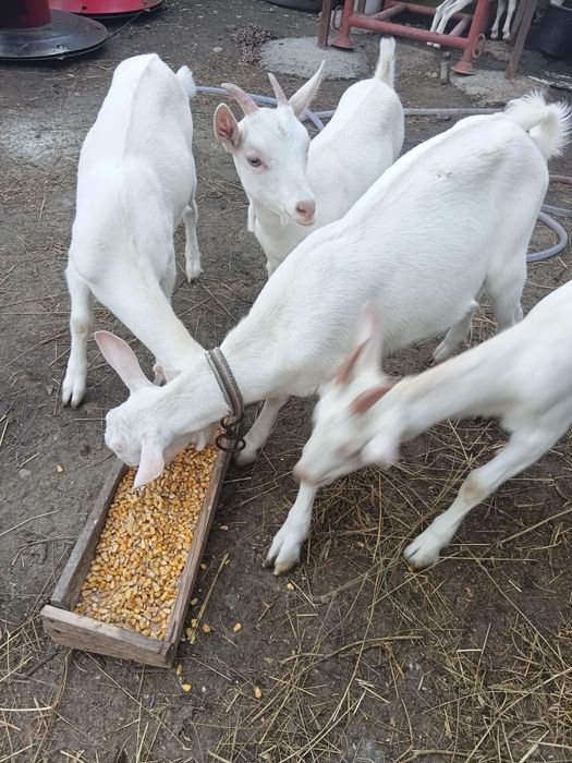 Vând tap șaten ciut
