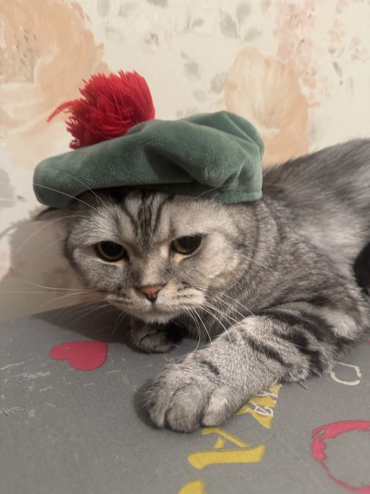 Передержка для котов