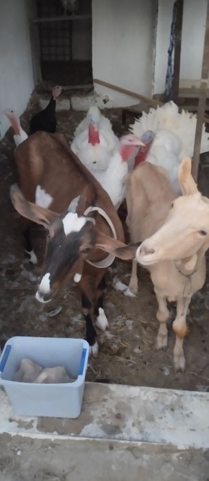 козы молочные !!!