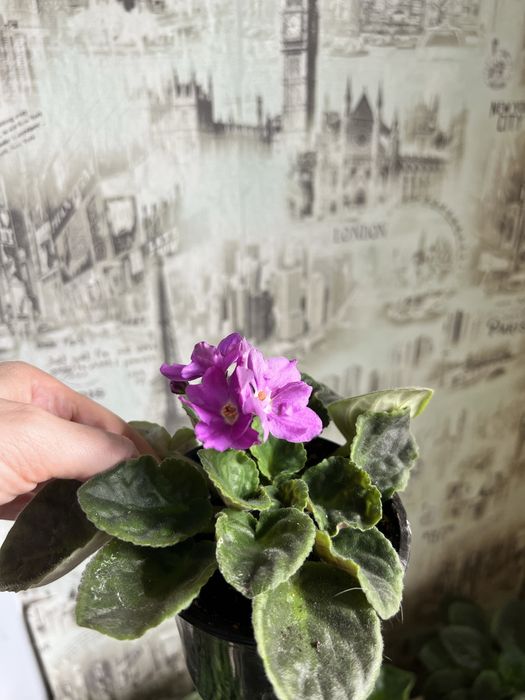 Фиалки 700 тенге