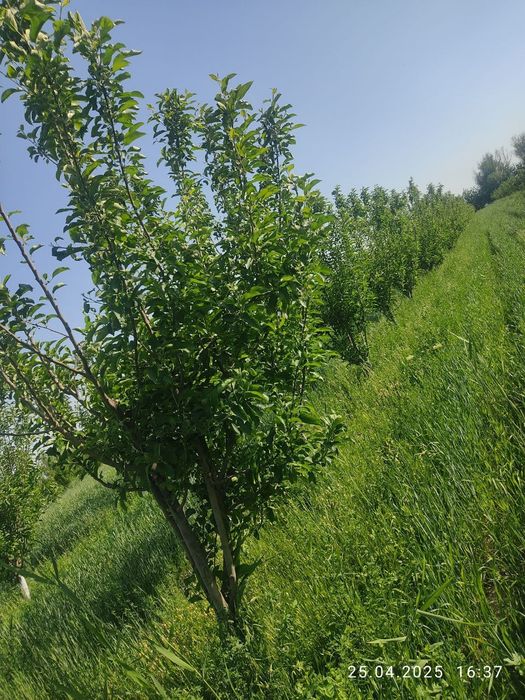 Фазенда сотилади.  Конимехда